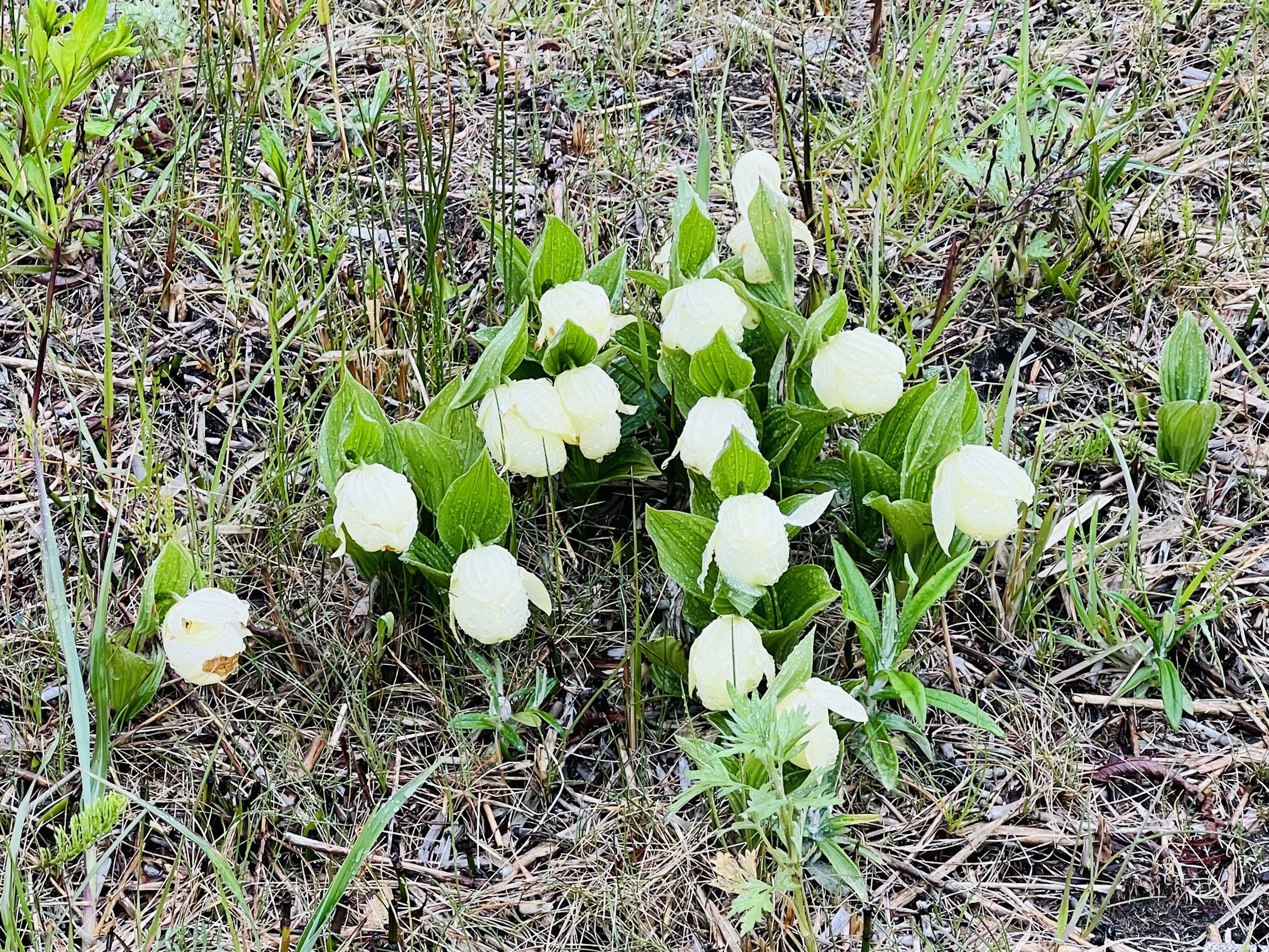 山野草　斑入り濃色礼文　アツモリソウ　花１芽株 山野草 斑入り濃色礼文 アツモリソウ 花1芽株 レブン